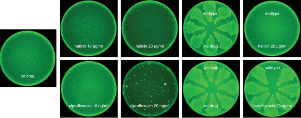 Evolution of spontaneous resistance against halicin (top) or ciprofloxacin (bottom). E. coli BW25113