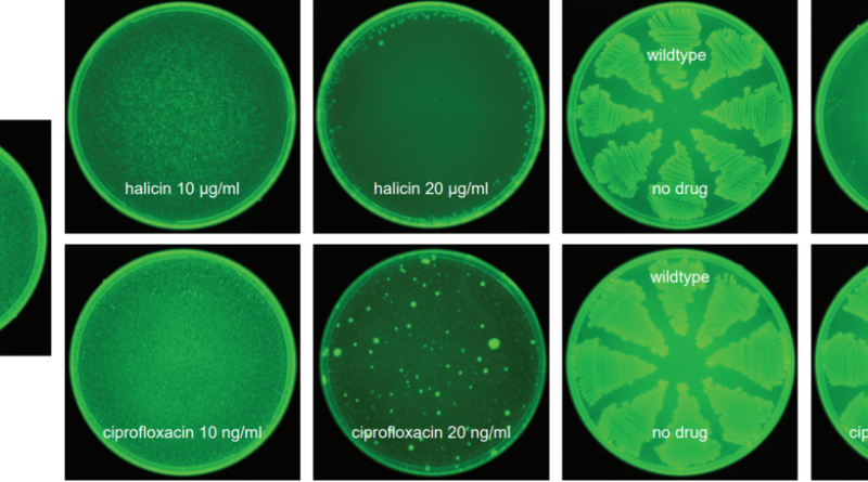 Evolution of spontaneous resistance against halicin (top) or ciprofloxacin (bottom). E. coli BW25113